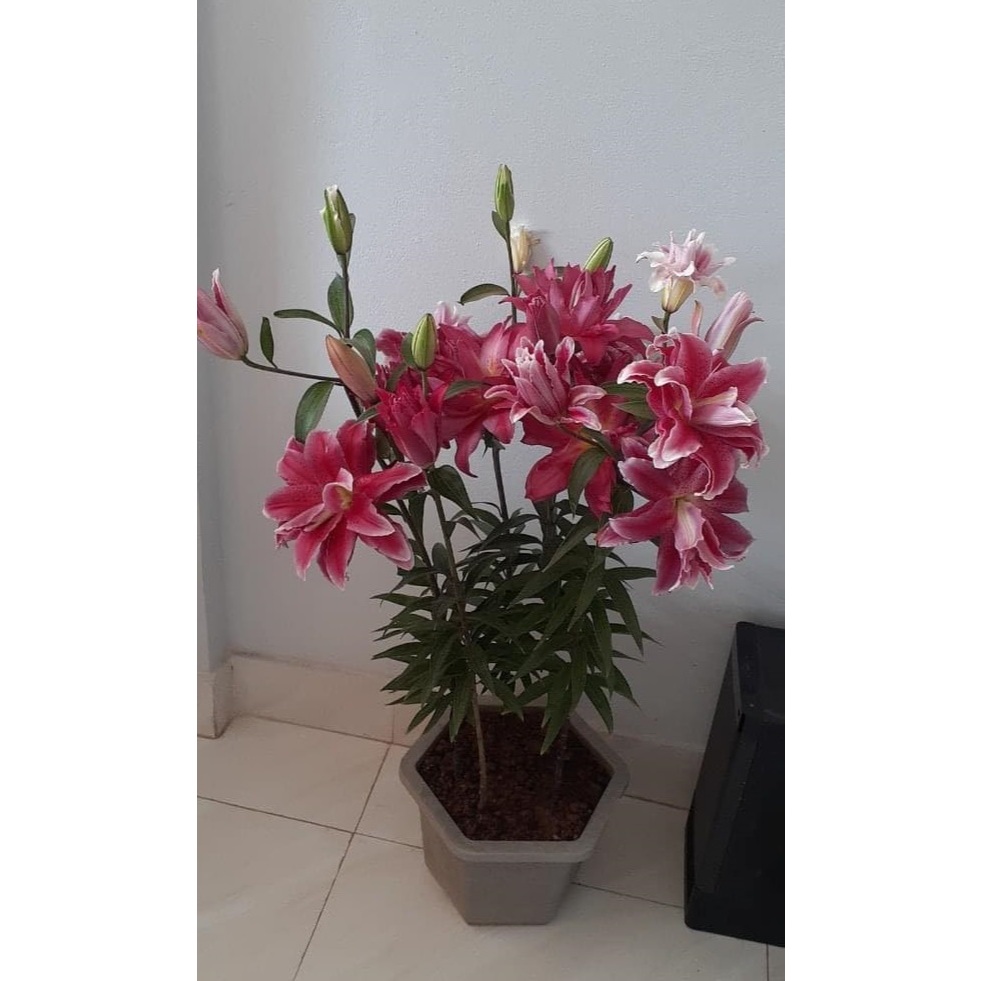Củ ly trồng tết 2026, ly kép, ly lùn 8 - 12 bông ra hoa 100%