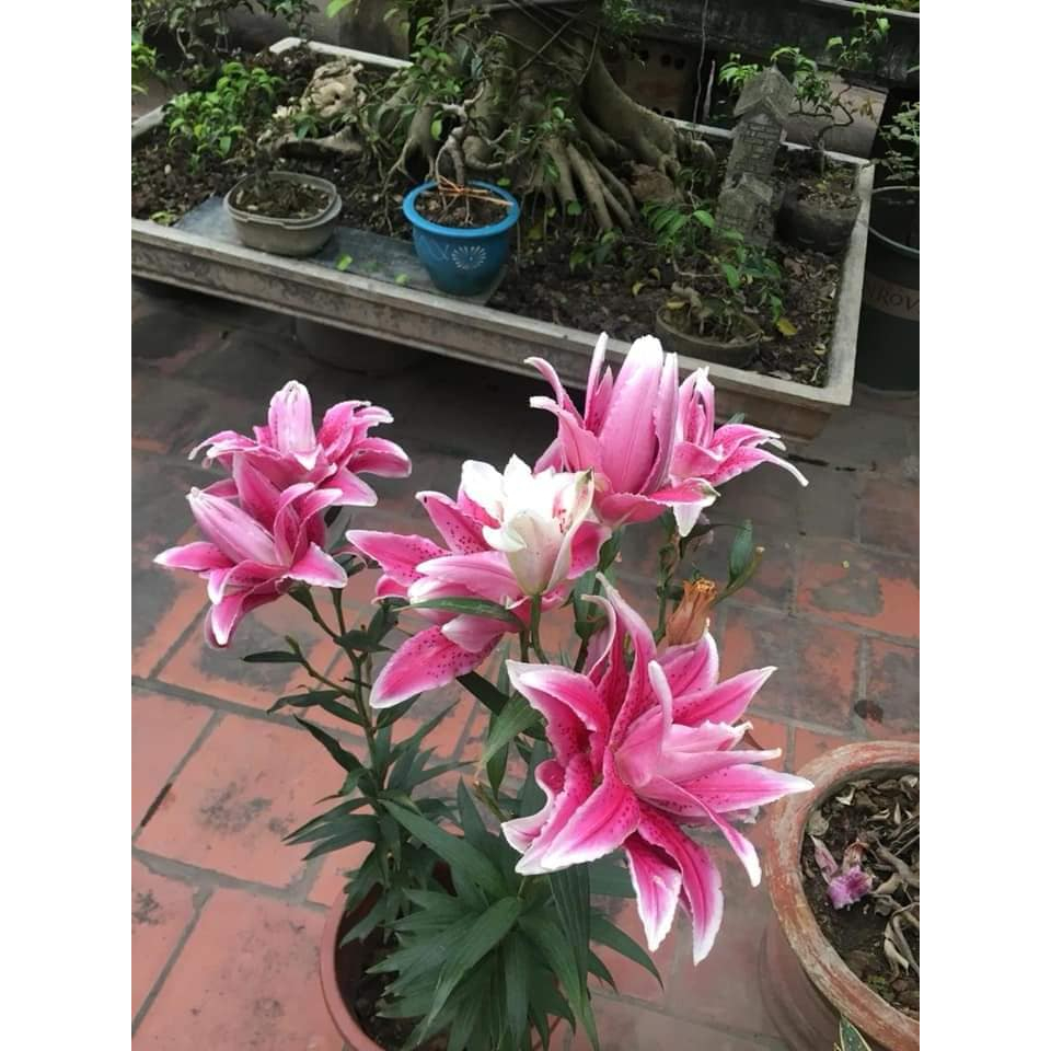 Củ ly trồng tết 2026, ly kép, ly lùn 8 - 12 bông ra hoa 100%