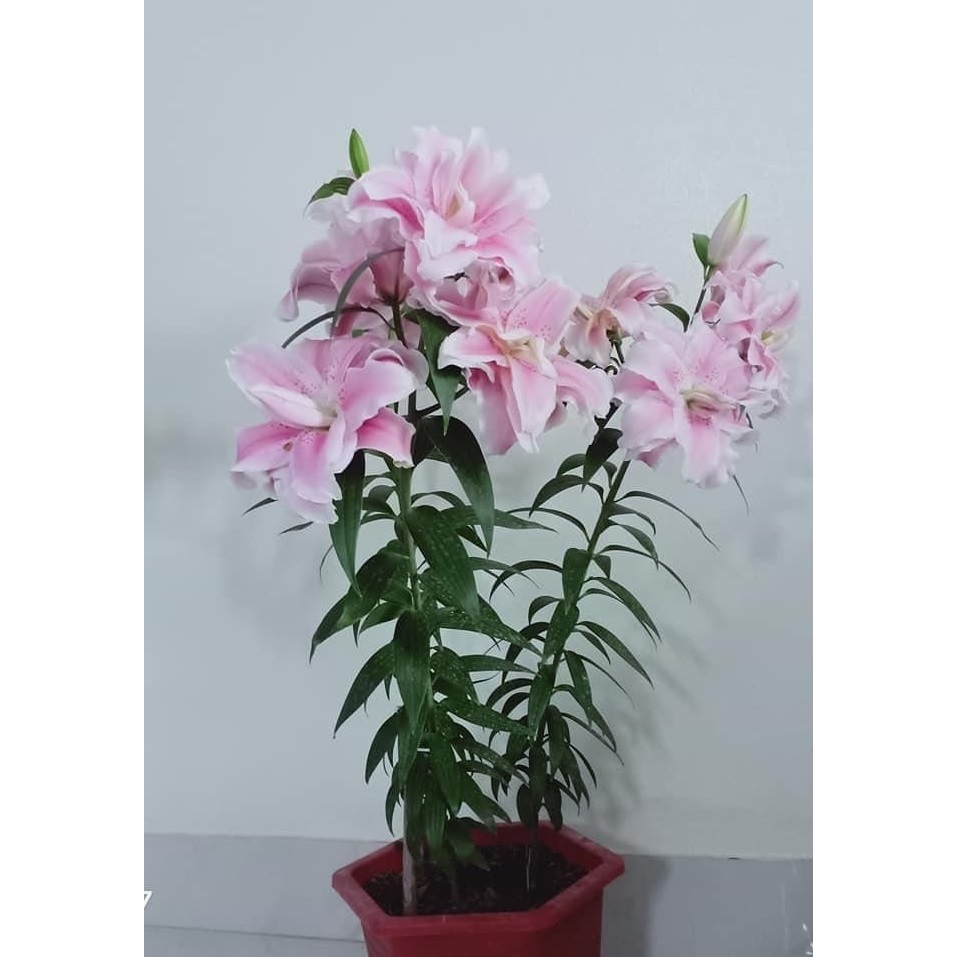 Củ ly trồng tết 2026, ly kép, ly lùn 8 - 12 bông ra hoa 100%