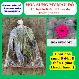 Hoa súng mỹ màu đỏ một khóm lớn nhiều thân