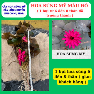 Hoa súng mỹ màu đỏ một khóm lớn nhiều thân