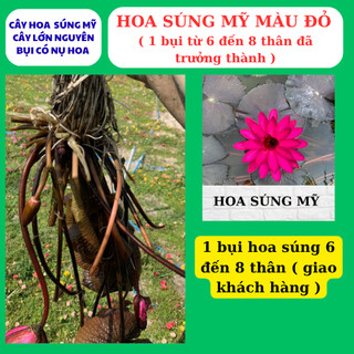 Hoa súng mỹ màu đỏ một khóm lớn nhiều thân
