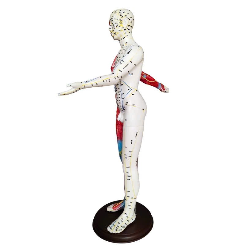 Mô hình châm cứu huyệt vị 65cm