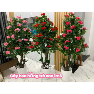 Cây Giả- cây hoa hồng trà cao 1m6. cây nhân tạo trang trí quán xã nhà cửa và nơi làm việc
