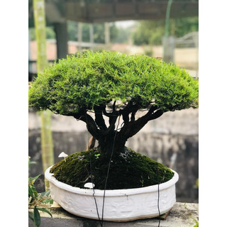 1 thùng rêu chuyên đắp cây bonsai , sân vườn , tiểu cảnh ,terarium