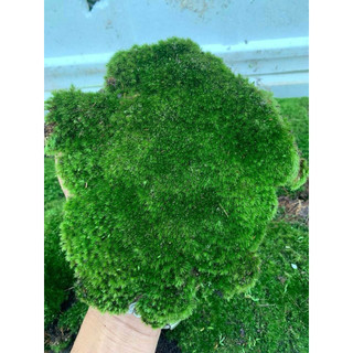 1 thùng rêu chuyên đắp cây bonsai , sân vườn , tiểu cảnh ,terarium