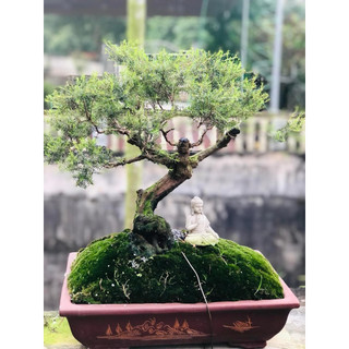 1 thùng rêu chuyên đắp cây bonsai , sân vườn , tiểu cảnh ,terarium