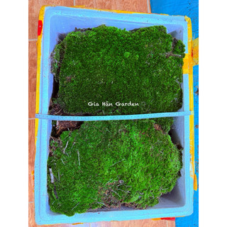 1 thùng rêu chuyên đắp cây bonsai , sân vườn , tiểu cảnh ,terarium