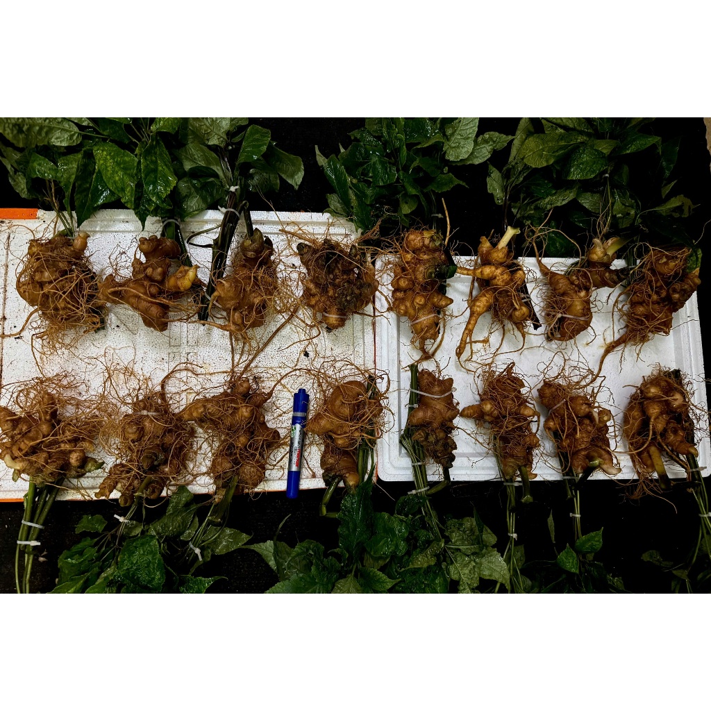 1kg Sâm Lai Châu (Sâm Ngọc Linh Lai Châu) hàng Vùi Rừng già lâu năm được kiểm định