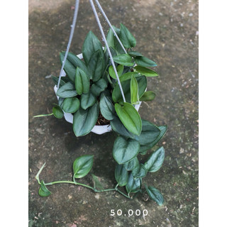 Chậu treo trầu bà các loại size trung 18x20cm - Vườn Như Ngọc