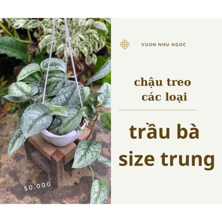Chậu treo trầu bà các loại size trung 18x20cm - Vườn Như Ngọc