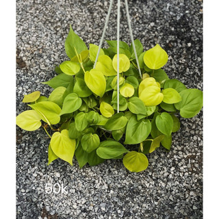 Chậu treo trầu bà các loại size trung 18x20cm - Vườn Như Ngọc