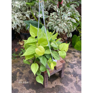 Chậu treo trầu bà các loại size trung 18x20cm - Vườn Như Ngọc