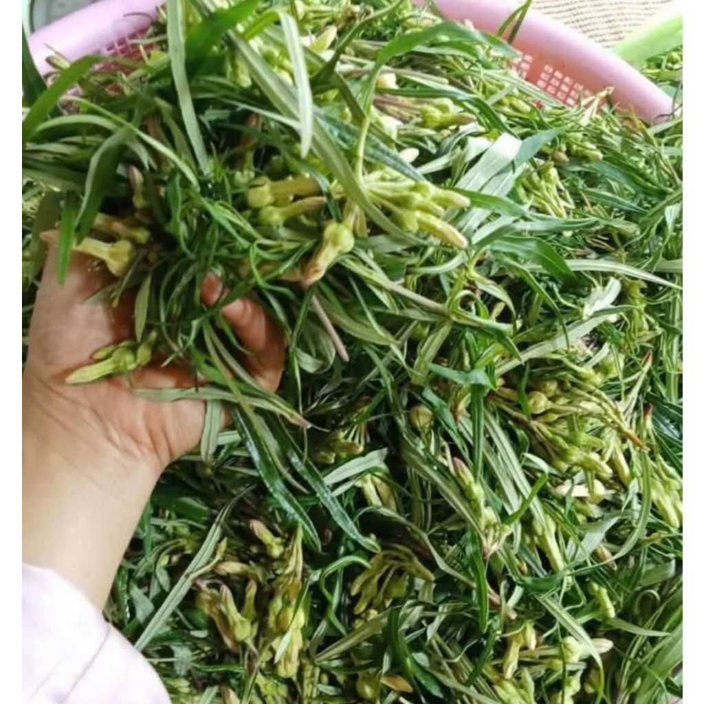 Cây rù rì ăn bông - đặc sản Rau Rừng Tây Ninh | Shopee Việt Nam