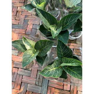 Trầu Bà Đế Vương Kim Cương - Hoa kiểng lá để bàn làm việc văn phòng- trong nhà. Hoa kiểng làng hoa Sa Đéc