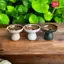 lọ hoa mặt hồ ly thủy tiên men mộc atlantic trồng gừng thủy tiên để quả decor trang trí gốm Bát Tràng cao cấp
