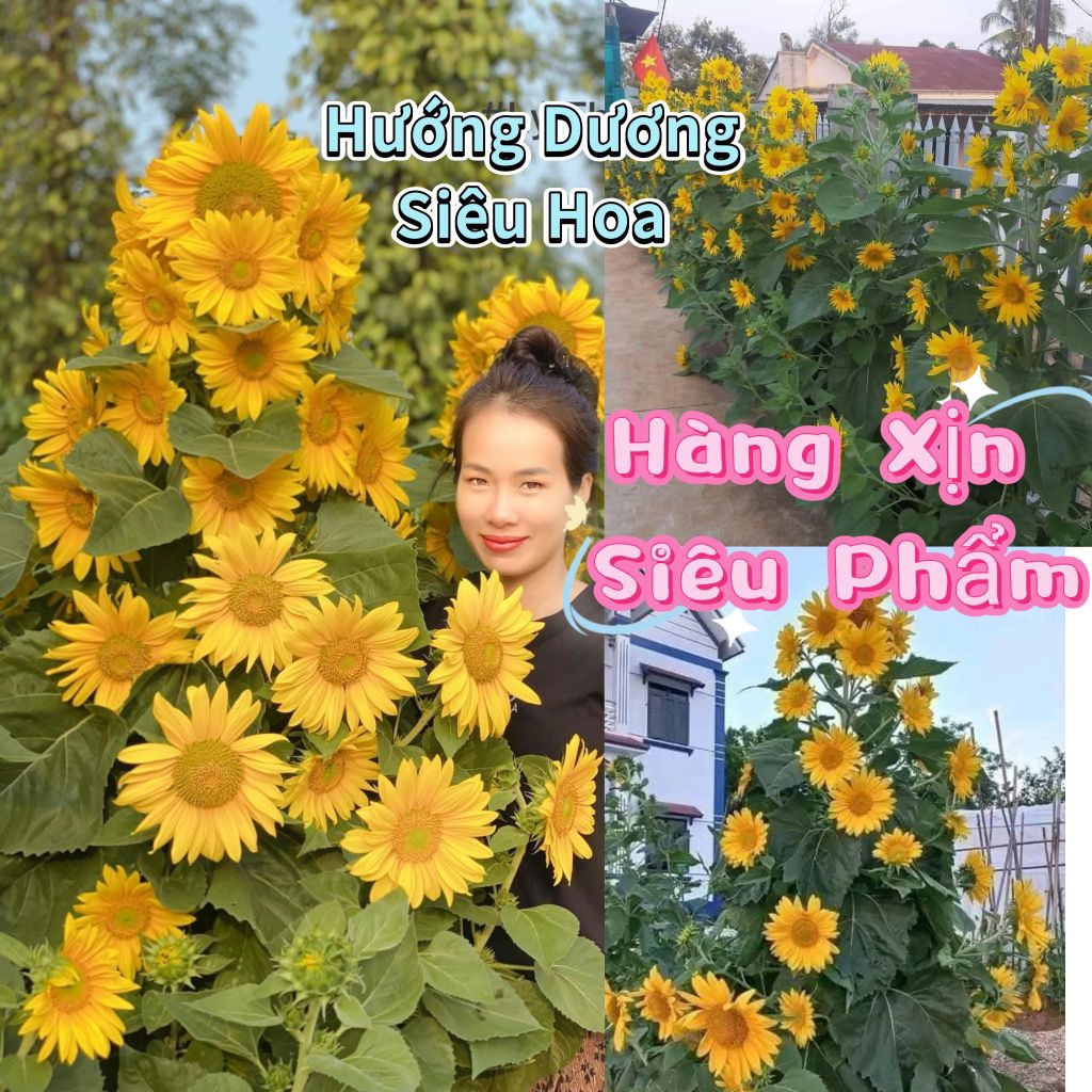 Hạt Giống Hướng Dương Siêu Hoa Tháp💖 Hàng Xịn 💖💖 chất lượng cao