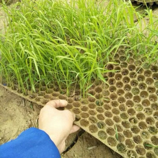 [COMBO 100] Khay Gieo Mạ Ném KGM-N6133 Tháp Xanh - Khay Gieo Lúa 561 Lỗ Tiện Dụng