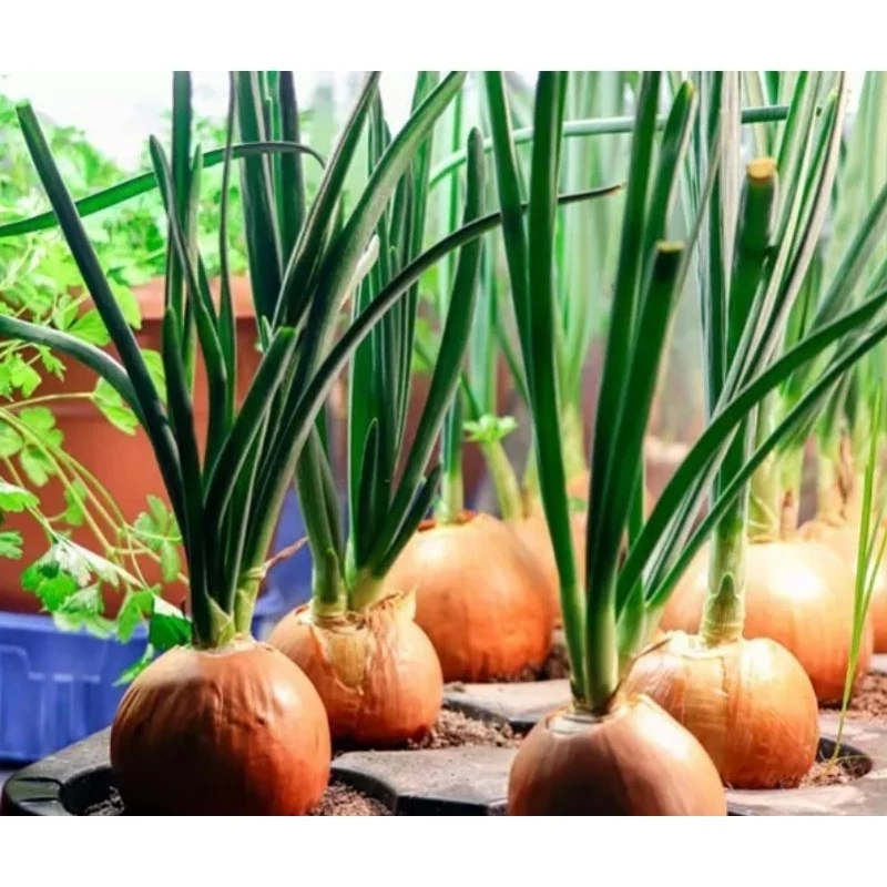 Combo củ hành tây trắng chọn lọc loại to.