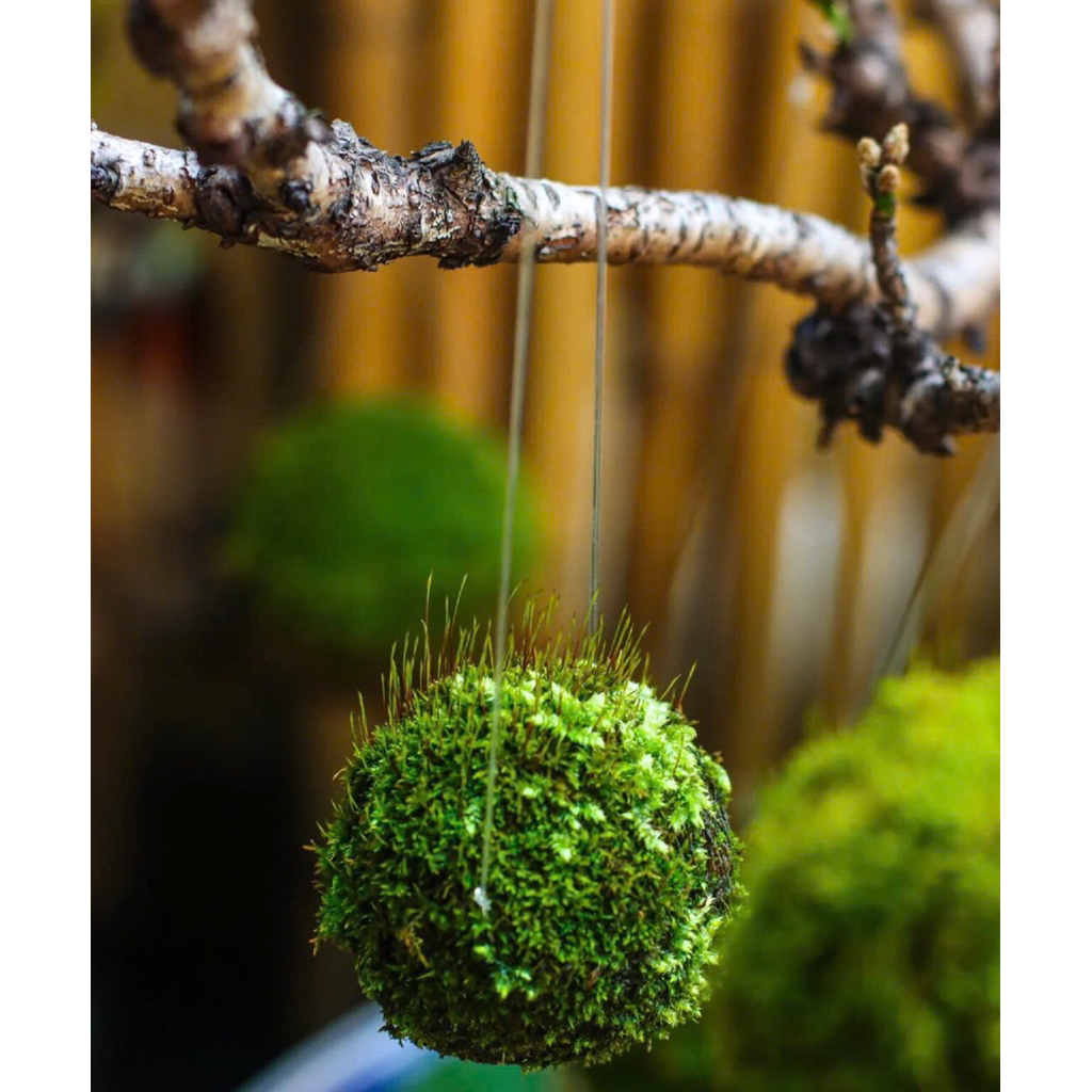 Cầu rêu treo sân vườn,trang trí decor vườn,nhà cửa,lọc không khí cho ngôi nhà của bạn