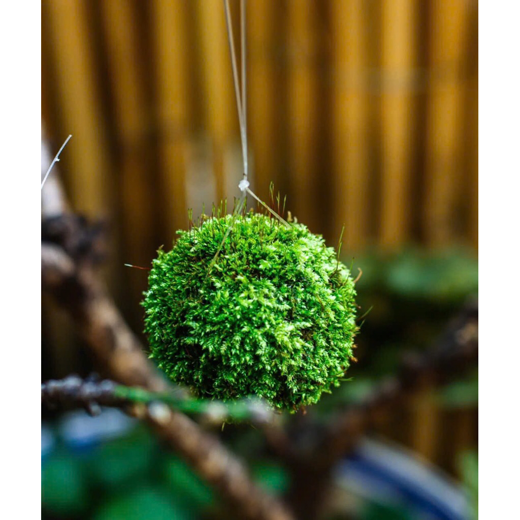 Cầu rêu treo sân vườn,trang trí decor vườn,nhà cửa,lọc không khí cho ngôi nhà của bạn