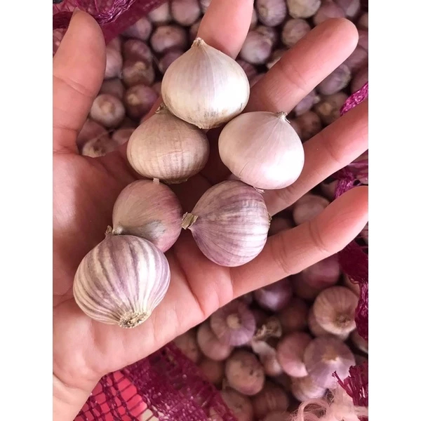 Tỏi cô đơn size to phân loại 0.5 kg và 1kg .