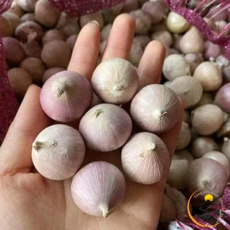 Tỏi cô đơn size to phân loại 0.5 kg và 1kg .
