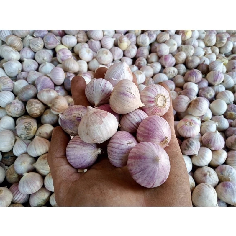 Tỏi cô đơn size to phân loại 0.5 kg và 1kg .