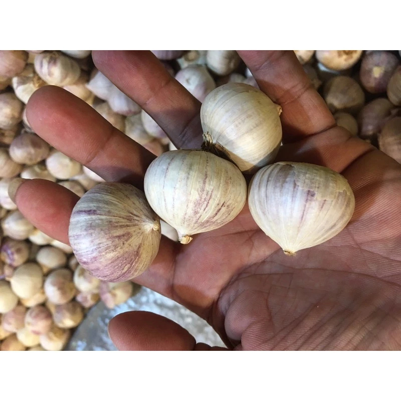 Tỏi cô đơn size to phân loại 0.5 kg và 1kg .