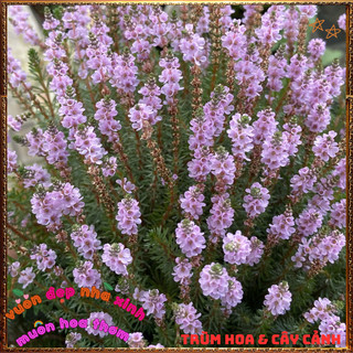 Hoa mười giờ rêu khổng tước siêu xinh xắn, trồng nền tuyệt đẹp ️️🥁{{store}]