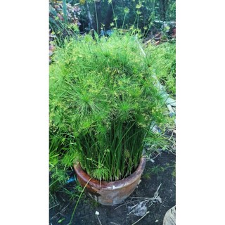 Cây thủy trúc thái thủy sinh trang trí hồ cá thủy sinh