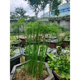 Cây thủy trúc thái thủy sinh trang trí hồ cá thủy sinh