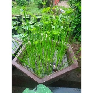 Cây thủy trúc thái thủy sinh trang trí hồ cá thủy sinh
