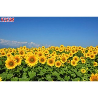 Tranh dán tường hoa hướng dương, tranh 3D in trên chất liệu vải lụa (shop tặng kèm keo dán)