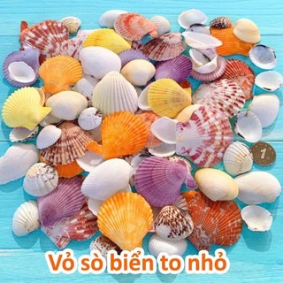 1KG Vỏ Sò Trang Trí Nhiều Màu - Vỏ Sò Decor - Trang trí bể cá, Nhiều Size Mini Đến To (1 Túi)