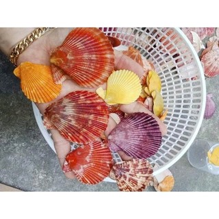 1KG Vỏ Sò Trang Trí Nhiều Màu - Vỏ Sò Decor - Trang trí bể cá, Nhiều Size Mini Đến To (1 Túi)