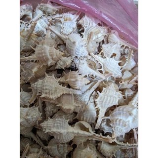 1KG Vỏ Sò Trang Trí Nhiều Màu - Vỏ Sò Decor - Trang trí bể cá, Nhiều Size Mini Đến To (1 Túi)
