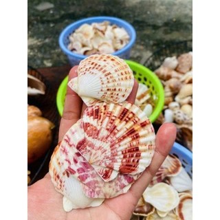 1KG Vỏ Sò Trang Trí Nhiều Màu - Vỏ Sò Decor - Trang trí bể cá, Nhiều Size Mini Đến To (1 Túi)
