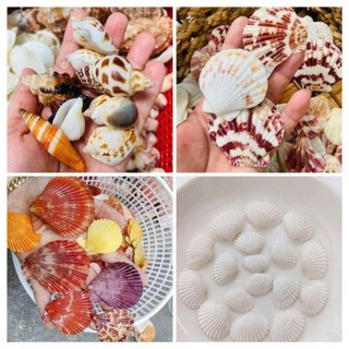 1KG Vỏ Sò Trang Trí Nhiều Màu - Vỏ Sò Decor - Trang trí bể cá, Nhiều Size Mini Đến To (1 Túi)