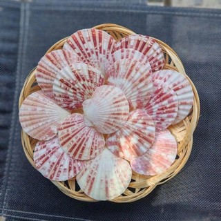 200g Vỏ sò điệp sọc - Vỏ sò trang trí - phụ kiện thủy sinh