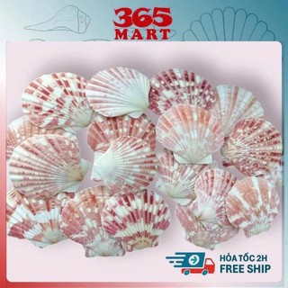 200g Vỏ sò điệp sọc - Vỏ sò trang trí - phụ kiện thủy sinh