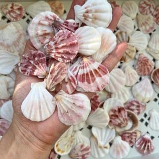 [Hàng tuyển] Vỏ sò kim cương màu tự nhiên hàng đẹp🌊