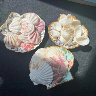 Combo mix sò tự nhiên (Điệp,sò trắng,kim cương)