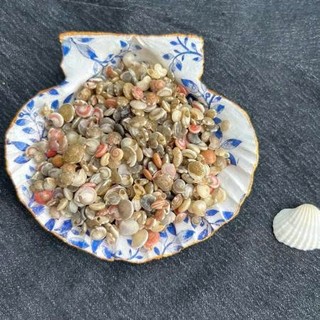 500 gram Ốc ruốc tự nhiên nhiều màu phụ liệu handmade,decor