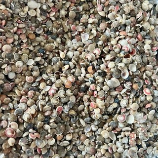 500 gram Ốc ruốc tự nhiên nhiều màu phụ liệu handmade,decor