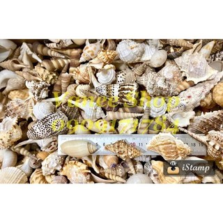 Mix 200gram vỏ ốc nhỏ ( đủ loại)