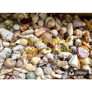 Mix 200gram vỏ ốc nhỏ ( đủ loại)