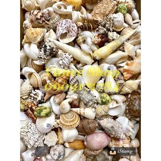 Mix 200gram vỏ ốc nhỏ ( đủ loại)
