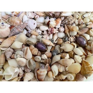Mix 200gram vỏ ốc nhỏ ( đủ loại)