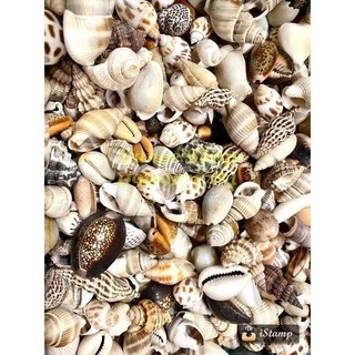 Mix 200gram vỏ ốc nhỏ ( đủ loại)